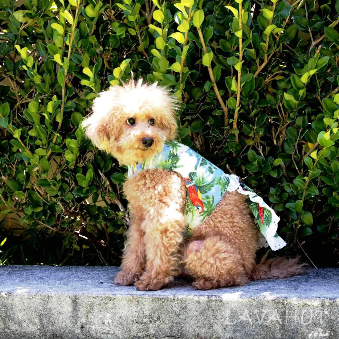 Parrot Blue Hawaiian Dog Dress